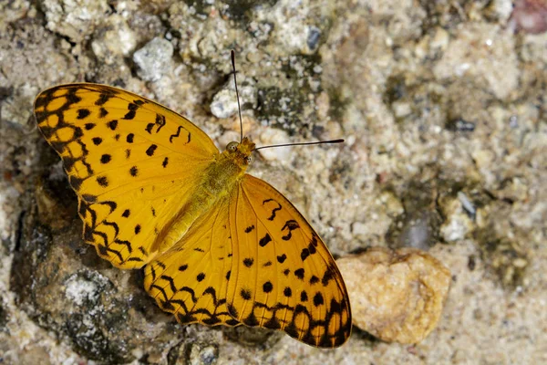 Imagen de la mariposa leopardo común (Phalanta phalantha) en na — Foto de Stock