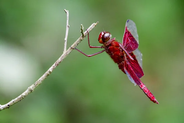 Bild einer roten Libelle (camacinia gigantea) auf dem Naturhintergrund — Stockfoto