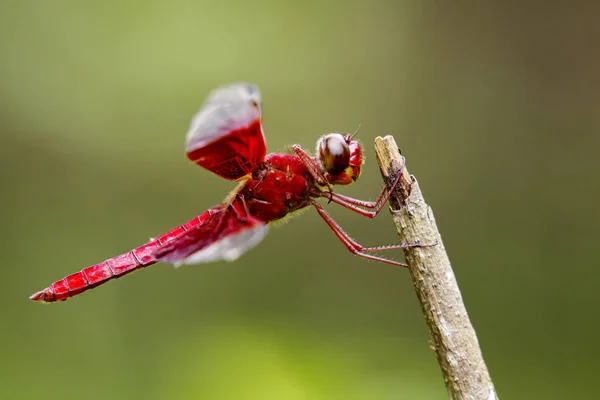 Bilden av en röda trollsländor (Camacinia gigantea) på nature bakgr — Stockfoto