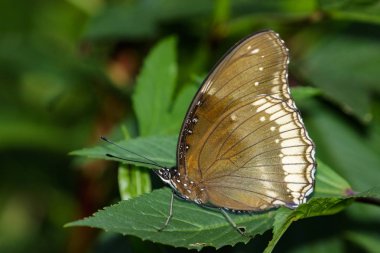 Büyük yumurta-fly kelebek doğa arka plan görüntüsü. Böcektopya