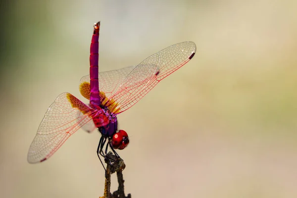 Image of a dragonfly (Trithemis aurora) on nature background. In — Stock Photo, Image