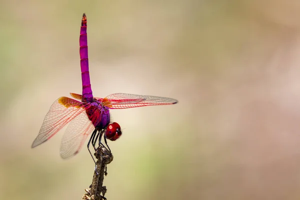 Image of a dragonfly (Trithemis aurora) on nature background. In — Stock Photo, Image
