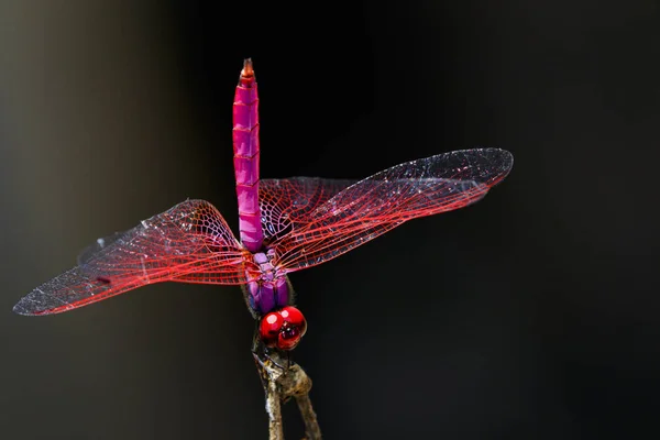 Image of a dragonfly (Trithemis aurora) on nature background. In — Stock Photo, Image