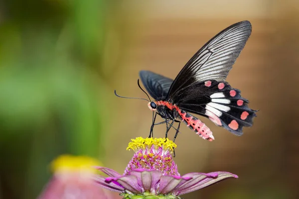 Imagen de Common Rose Butterfly sobre fondo natural. Anim de insecto — Foto de Stock