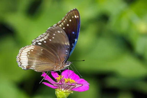 大蛋飞蝴蝶在自然背景上的图像。Insec — 图库照片