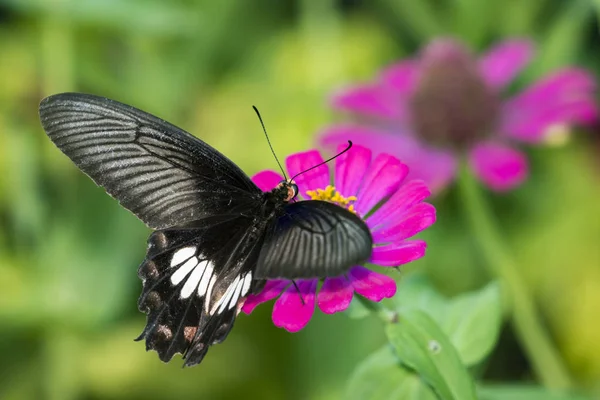 Imagen de Common Rose Butterfly sobre fondo natural. Anim de insecto — Foto de Stock