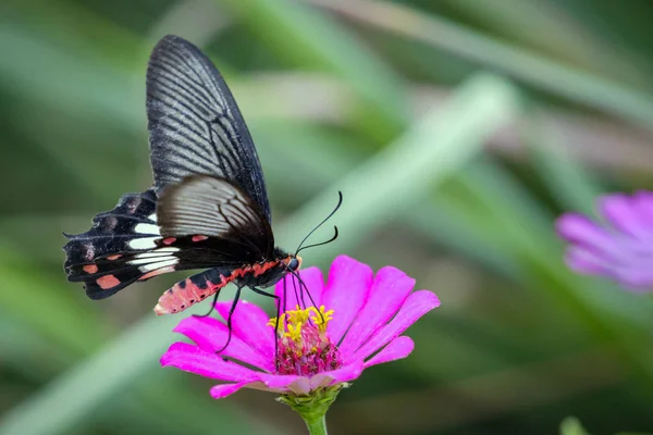 Imagem da borboleta comum de rosa no fundo da natureza. Anim de insetos — Fotografia de Stock
