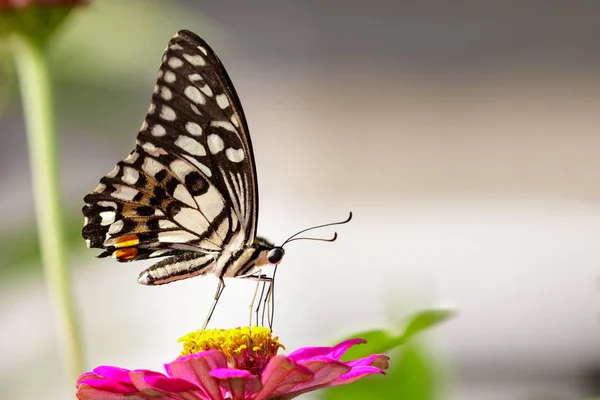 在自然背景的石灰蝴蝶形象。昆虫动物 — 图库照片