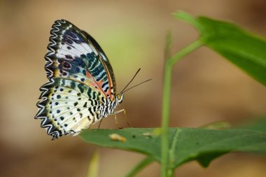 Yeşil yaprakları düz bir kaplan kelebeği görüntüsü. Böcek hayvan.