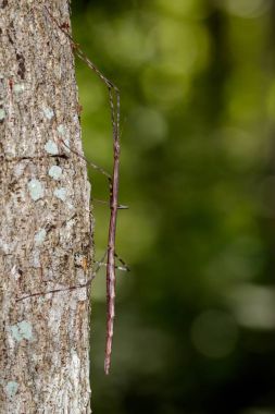 Image of a siam giant stick insect on the tree. Insect Animal clipart