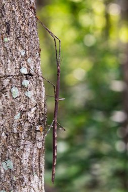 Image of a siam giant stick insect on the tree. Insect Animal clipart