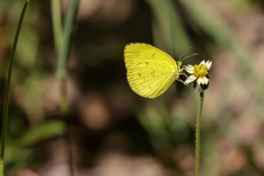 Görüntü ortak çim sarı kelebek (Eurema hecabe contuberna