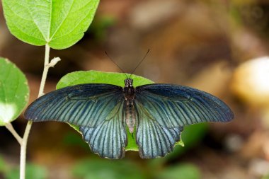 Büyük Mormon Butterfly(male) görüntü üzerinde yeşil yaprakları. Böcek bir