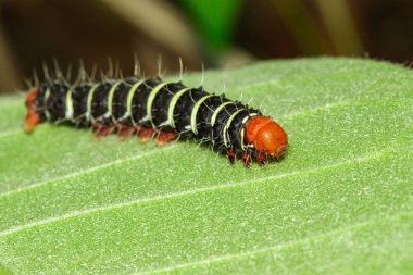 Yeşil yaprakları bir tırtıl böcek görüntüsü. Böcek hayvan