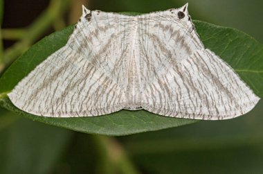 İşaret Flatwing Butterfly(Micronia aculeata) görüntü üzerinde yeşil 