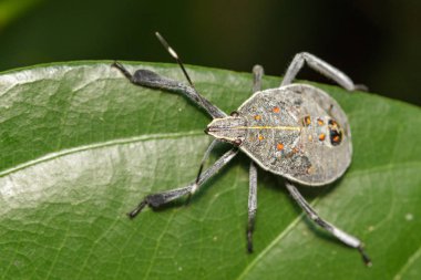Hemiptera hatanın yeşil yaprakları üzerinde görüntü. Böcek hayvan