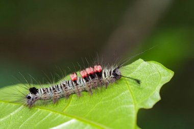 Yeşil yaprakları bir tırtıl böcek görüntüsü. Böcek hayvan