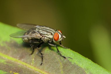 Yeşil yapraklar üzerinde bir sinek (Diptera) resmi. Böcek Hayvanları