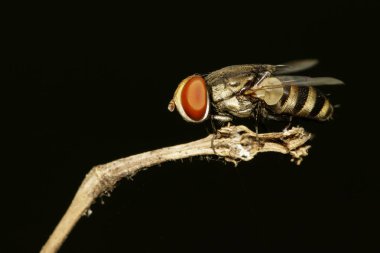 Siyah arka plan üzerine sinekler (Diptera) görüntüsü. Böcek hayvan
