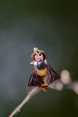 Drosophila melanogaster dal görüntüsü. Böcek hayvan (D
