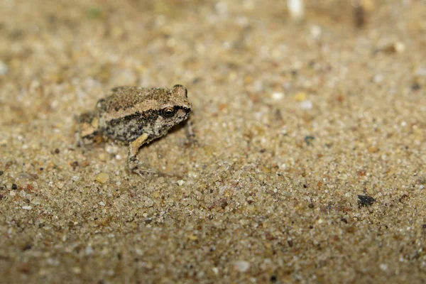 Imagem de um sapo-touro (Kaloula pulchra) no chão. Animais — Fotografia de Stock