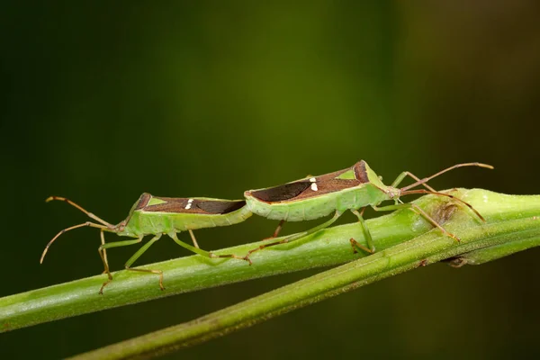 Félfedelesszárnyúak (zöld hüvelyes Pod Bug) a természet háttér kép. — Stock Fotó