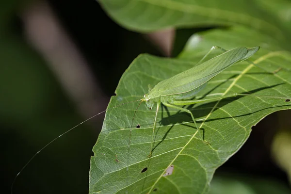 Image d'une sauterelle sur des feuilles vertes. Animal insecte (Tym foncé) — Photo