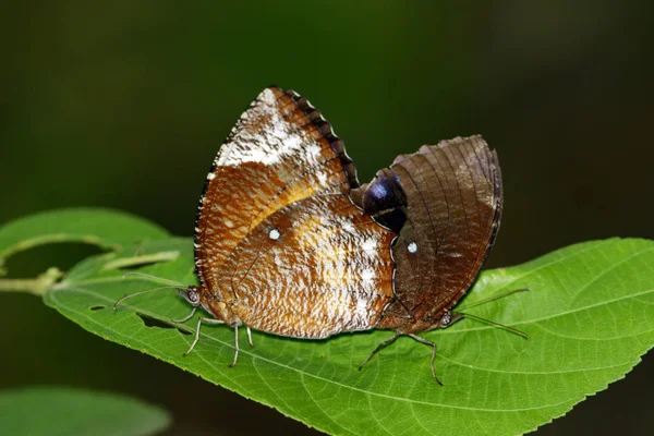 Imagen de The Common Palmfly Butterfly sobre hojas verdes. Un insecto — Foto de Stock