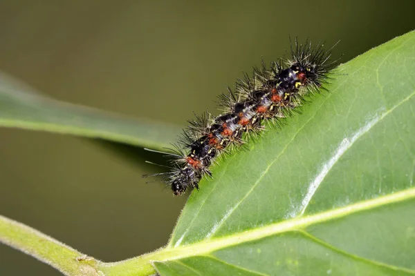 卡特彼勒 bug 在绿叶上的图像。昆虫动物 — 图库照片