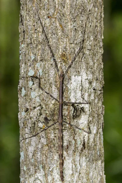 Imagen de un insecto palo gigante siam en el árbol. Insecto animal — Foto de Stock