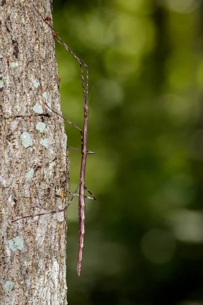 暹罗巨竹节虫树上的图像。昆虫动物 — 图库照片