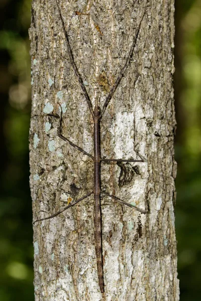 Image d'un insecte bâton géant de siam sur l'arbre. Insecte Animal — Photo