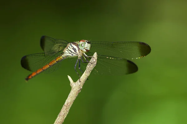 Obrázek lathrecista asiatica dragonfly(female) na pozadí přírody — Stock fotografie