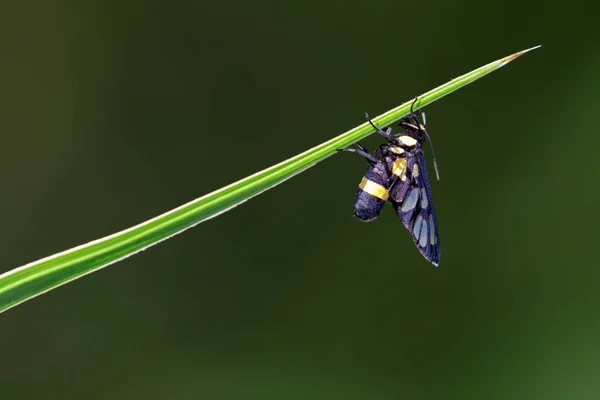 Bild von amata (Motte) Bug auf dem Hintergrund der Natur. Insektentier — Stockfoto