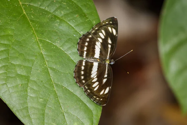 Imagen de la mariposa marinera común sobre hojas verdes. Insecto A — Foto de Stock