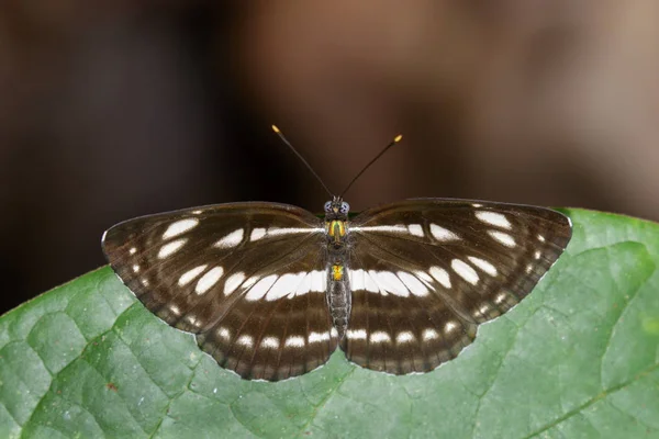 Imagen de la mariposa marinera común sobre hojas verdes. Insecto A — Foto de Stock