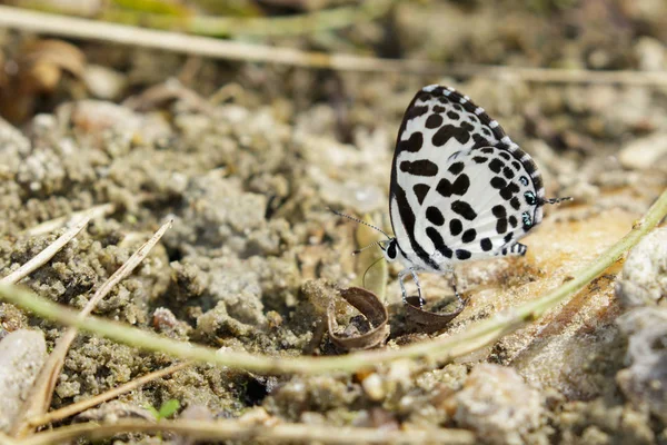 Imagen de la mariposa común pierrot en el suelo. Insecto animal  ( —  Fotos de Stock