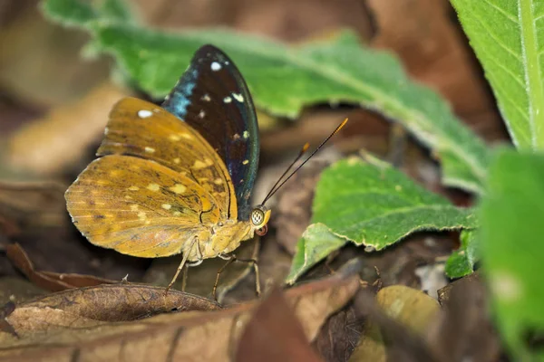 Imagen de Archiduque Mariposa común (macho) (Lexias pardalis dirtea — Foto de Stock