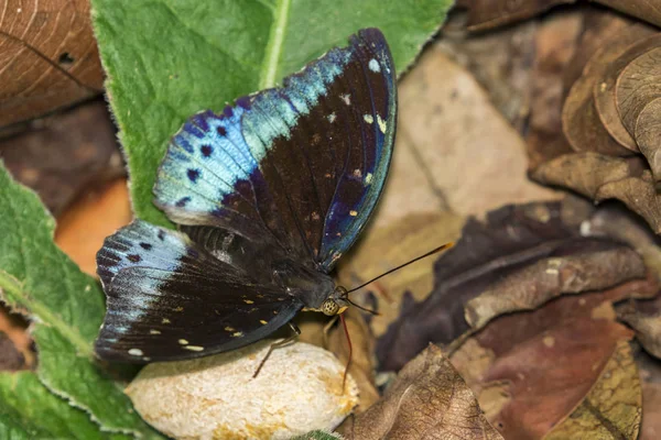 Imagen de Archiduque Mariposa común (macho) (Lexias pardalis dirtea — Foto de Stock