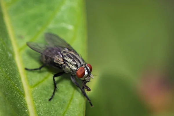 Imagen de una mosca (Diptera) sobre hojas verdes. Insecto animal —  Fotos de Stock
