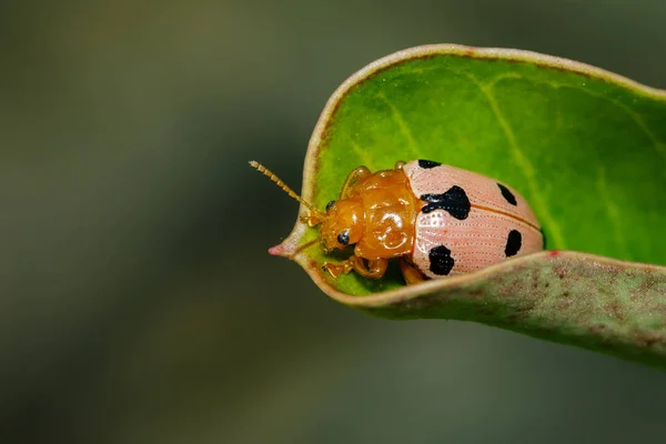 Imagem de besouros-joaninha ou joaninhas em folhas verdes. Inseto An — Fotografia de Stock