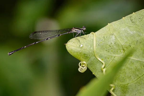 Obraz z dragonfly (protoneuridae) na ciemnozielone liście. Owad Anima — Zdjęcie stockowe