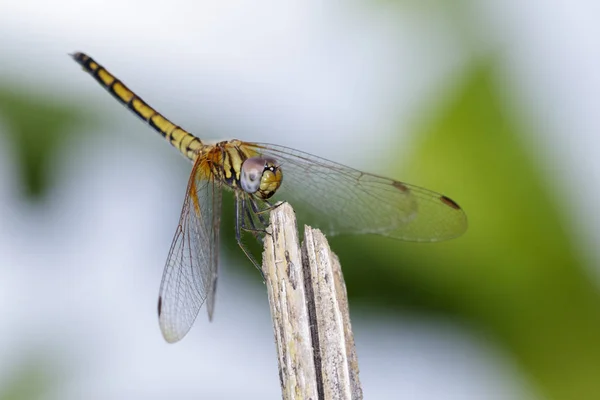 Bilden av crimson dropwing trollslända (kvinnliga)(Trithemis aurora) o — Stockfoto