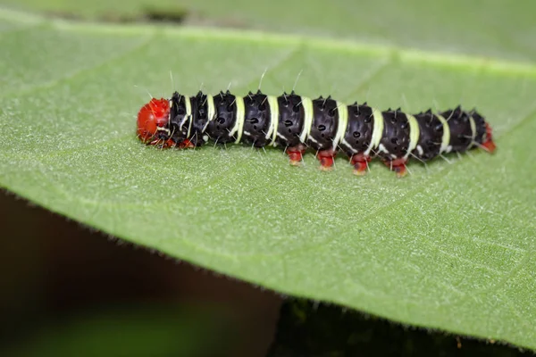 Obrázek housenka Bug na zelených listech. Hmyzu zvíře — Stock fotografie