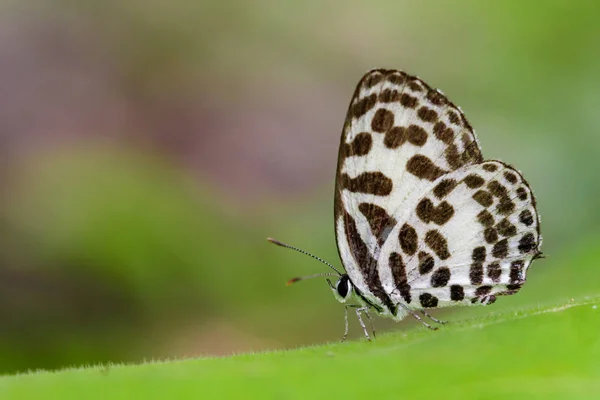 Imagen de la mariposa común pierrot en el fondo de la naturaleza. Insecto A — Foto de Stock