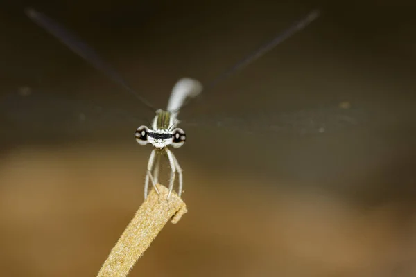 Bilden av en trollslända (Amphipterygidae) på natur bakgrund. Ins — Stockfoto