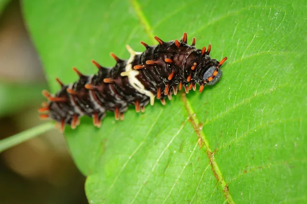 Kép a caterpillar hibát a zöld levelek. Rovarok állatok — Stock Fotó