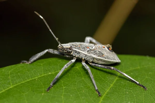 Obrazu Pluskwiaki Bug na zielonych liści. Owad zwierzę — Zdjęcie stockowe