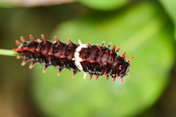 卡特彼勒 bug 对自然背景的图像。昆虫动物 — 图库照片