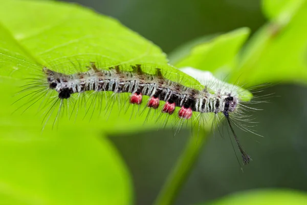 Kép a caterpillar hibát a zöld levelek. Rovarok állatok — Stock Fotó